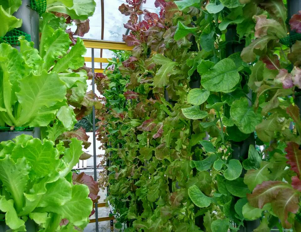 How to Start A Vertical Farm in Malaysia