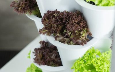 Introduction to Vertical Gardening