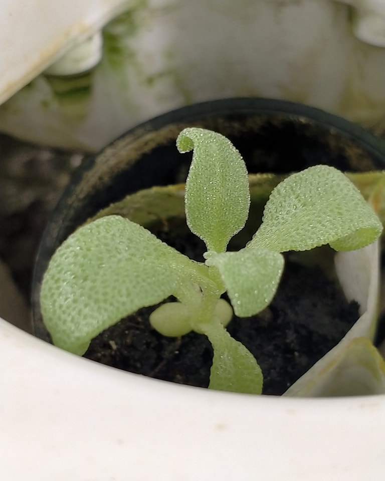 how-to-grow-ice-plant-vertically-in-vgrow-tower-vf-rm