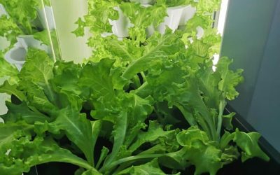 Vertical Gardening 101: Essential Tips for Success