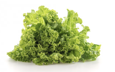 Why does my lettuce taste bitter?