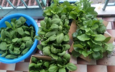 Savoring the Goodness of Homegrown Bounty