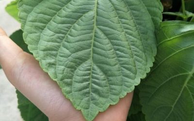 Cultivating a Healthy Vertical Garden Ecosystem