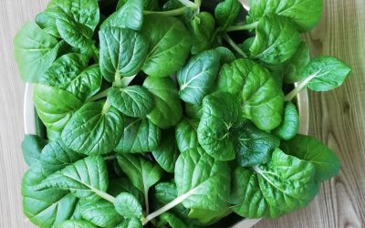 Healthy Living Starts at Home