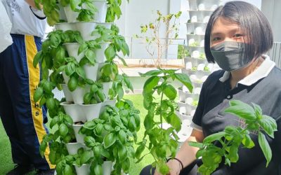 Embracing Herbal Healing with VGROW