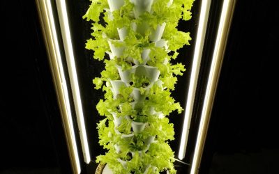 The Science of Vertical Indoor Gardening: