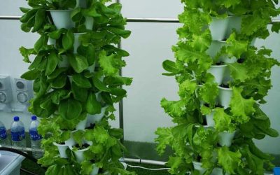 The Environmental Benefits of Vertical Gardening