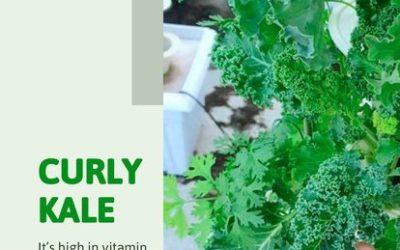 Nurturing Heart Health with Baby Curly Kale
