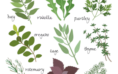 Reconnecting with Nature’s Healing Gifts