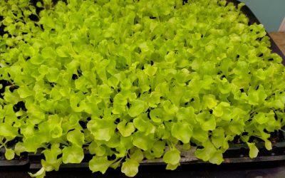 Troubleshooting: Why Aren’t My Seeds Growing?