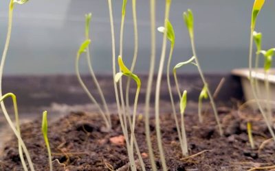 Understanding Seedling Stretching