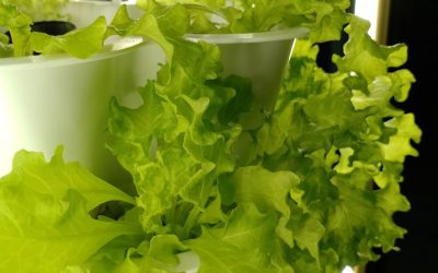Health Benefits of Lettuce