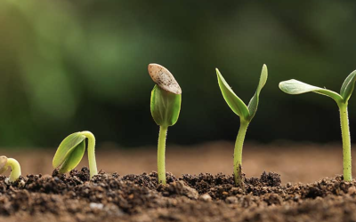 The Fascinating Journey of Seed Growth