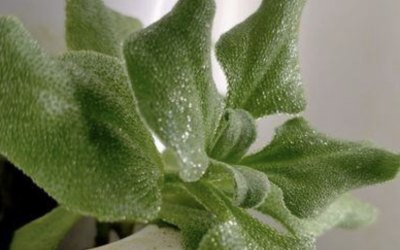 Healthiest Food for Your Family