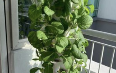 The Key to Unlocking Vertical Gardening Benefits