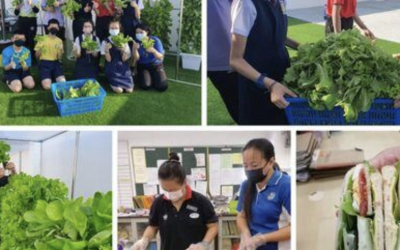 Maintaining Success in Vertical Gardening