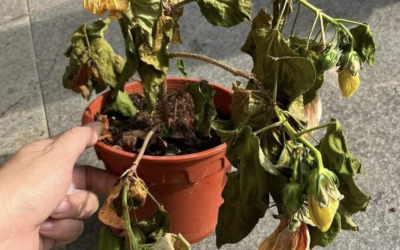 Beyond Soil and Season