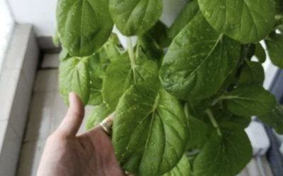 How VGROW Compare to Traditional Gardening Methods