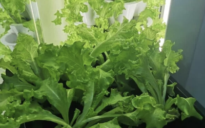 Benefits of Vertical Gardening with VGROW