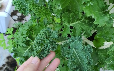 How Can VGROW Help Me Grow Fresh Produce at Home?