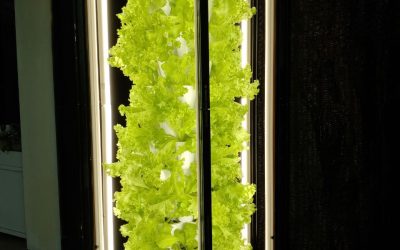 What Features Are Most Important in a Vertical Gardening System?