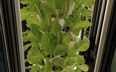 Sustainability with Hydroponic Systems