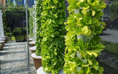 Vertical Farming Outperforms Traditional Agriculture
