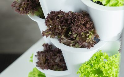 Why Pesticide-Free Food Malaysia