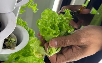 Simple Guide to Growing Your Own